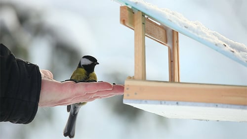 Les oiseaux dans le parc 6