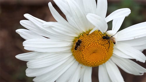 Insectes sur la grande camomille