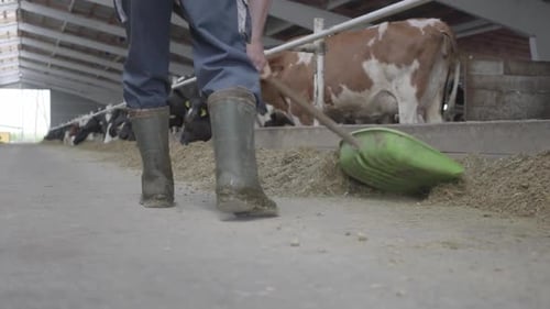 Legs of Unrecognizable Man in Rubber Boots on the Cow Farm Shoveling Hay To Cows