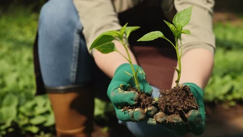 Person Holding Small Plant Starts in Garden