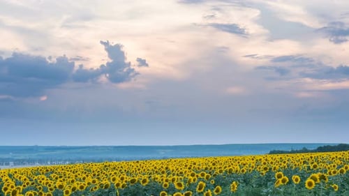 Zeitraffer des Sonnenblumenfeldes auf Sonnenunterganghintergrund