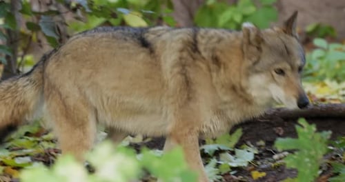 Wolf Canis Lupus Also Known As the Gray Wolf is the Largest Extant Member of the Family Canidae