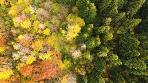 Aerial view of dense green pine forest with canopies of spruce trees and colorful lush foliage