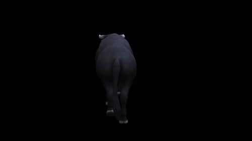 4K Bull Walk Back View
