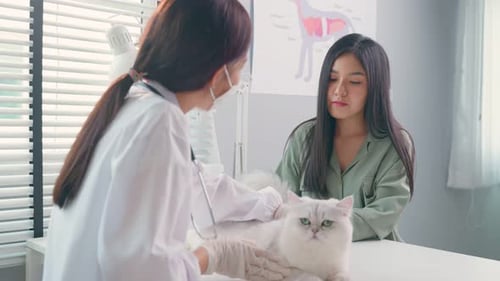 Asian veterinarian examine cat with owner during appointment in veterinary clinic in hospital.