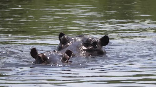 Zwei Flusspferde in einem See