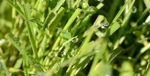 Grass