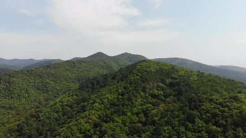 Aerial top view of summer green trees in forest background, Caucasus, Russia.