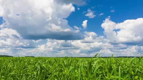 Sky and Green Grass at Beautiful Day.