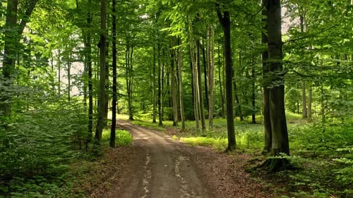 Aerial view of leafy footpath in forest, Poland.