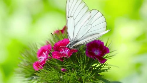 Butterfly on Pink Flower in Natural Setting