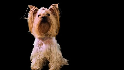 Fluffy Yorkshire Terrier Dog Shaking Head