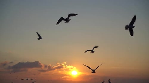 Seagulls Flying in the Colorful Sunset Sky