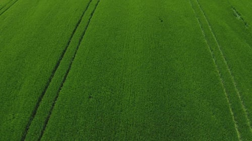 Flying Over A Wheat Field