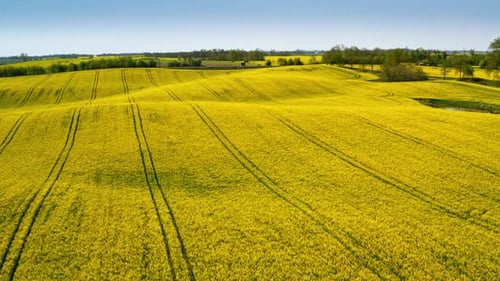 Grandes campos de estupro amarelos que florescem de cima, Polônia