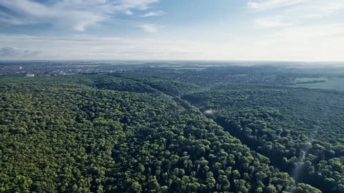 Arbres verts d'été sur fond de forêt