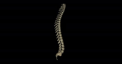 3D Human Spine Anatomical Rotation