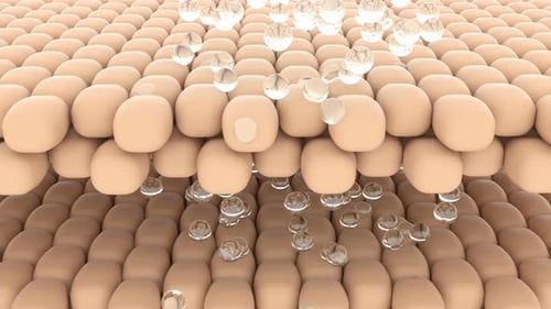 3D Animation of Liquid Drops Absorbing into Cellular Skin Layers