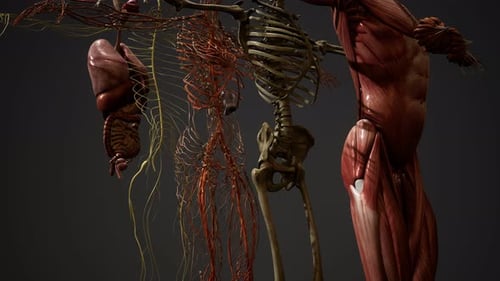 3D Human Anatomy Visualization: Skeleton, Muscles, Nerves, and Organs