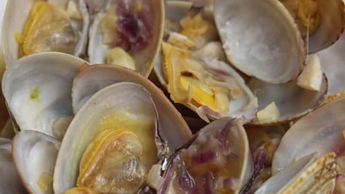 Clam Vongole Rotates on a Black Background Seafood Fresh Clam in a Shell Breathes