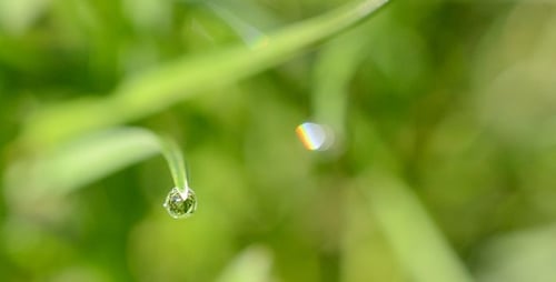 Grass