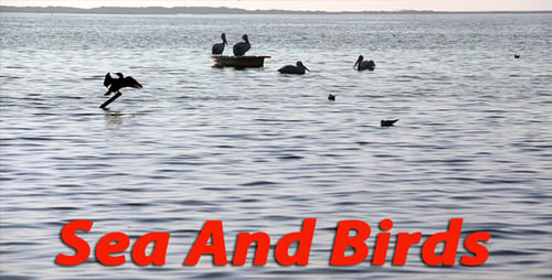 Sea And Birds