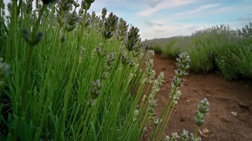 Spring lavender field