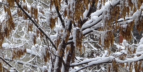 Snow-Covered Tree in Winter City Landscape