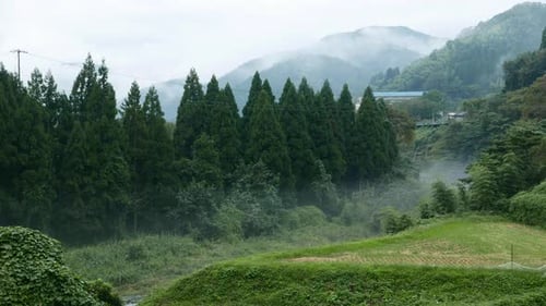 Misty Forest and mountain