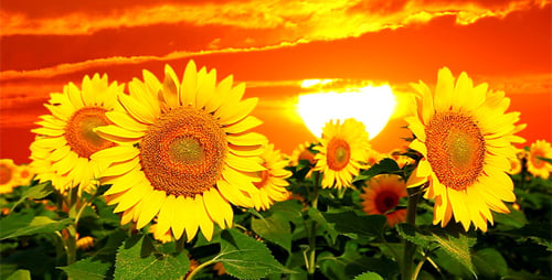 Blühende Sonnenblumen