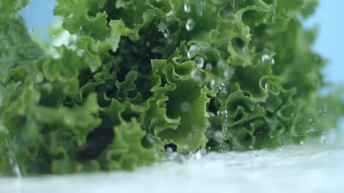 Lettuce Washed with Flowing Water Close-Up