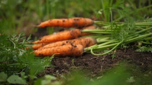 Harvested Crop of Carrots in the Garden in the Garden Thrown in a Pile