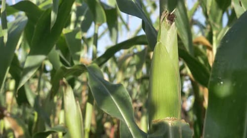 Closeup view on ready yellow corn on a field.