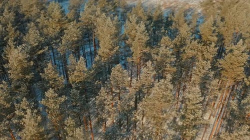 Beautiful Snowy White Forest In Winter Frosty Day
