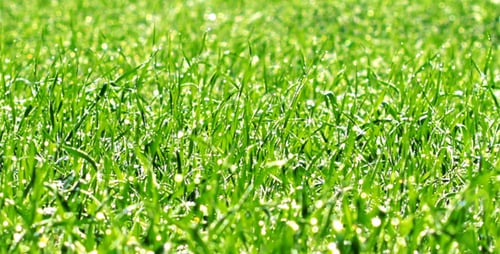 Green Grass