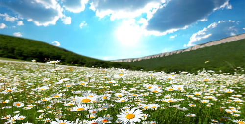 Sommer-Landschaft