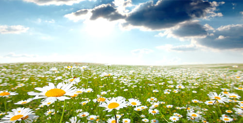 Sommer-Landschaft 2