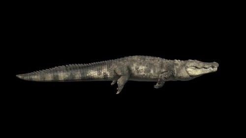 Side View Of Crocodile Swimming