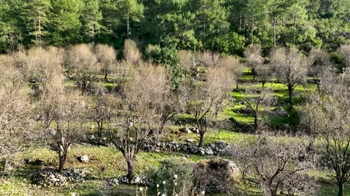 Mendal Spring Garden