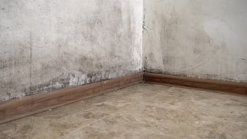 Mold Growing on Interior Home Wall