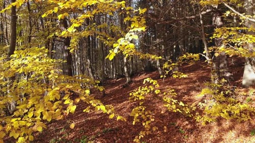 Filmmusik gelbe trockene Blätter im natürlichen Herbstwald