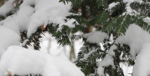 Kiefer mit Schnee 02