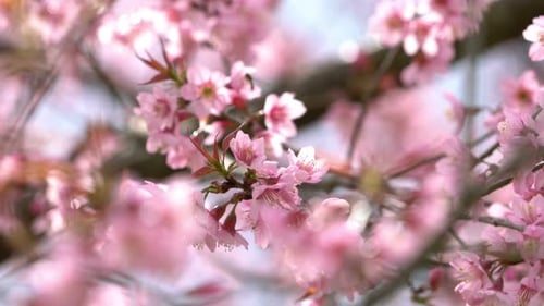 Delicate Pink Cherry Blossoms Blooming in Spring