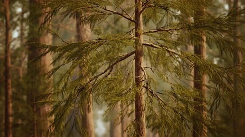 Giant Sequoias in Redwood Forest