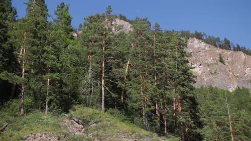 Mountainside Covered with Dense Pine Forest