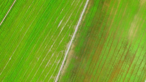 Aerial view of agriculture in rice fields for cultivation. Natural texture