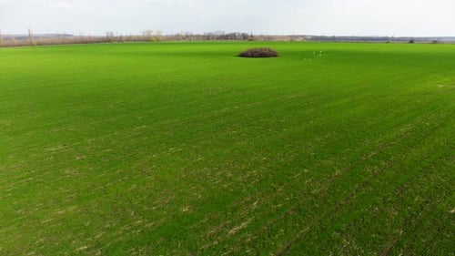 Aerial fly forward above young green spring field