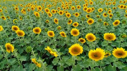 Scenic sunflower field. Aerial view.