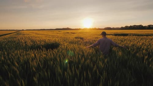 A Young Farmer Looks at the Spikelets of Wheat