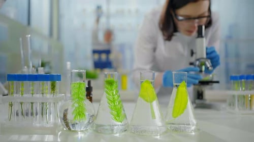 Closeup of Plants in Test Tubes Microbiology Research a Scientist in a Dressing Gown Looks Through a